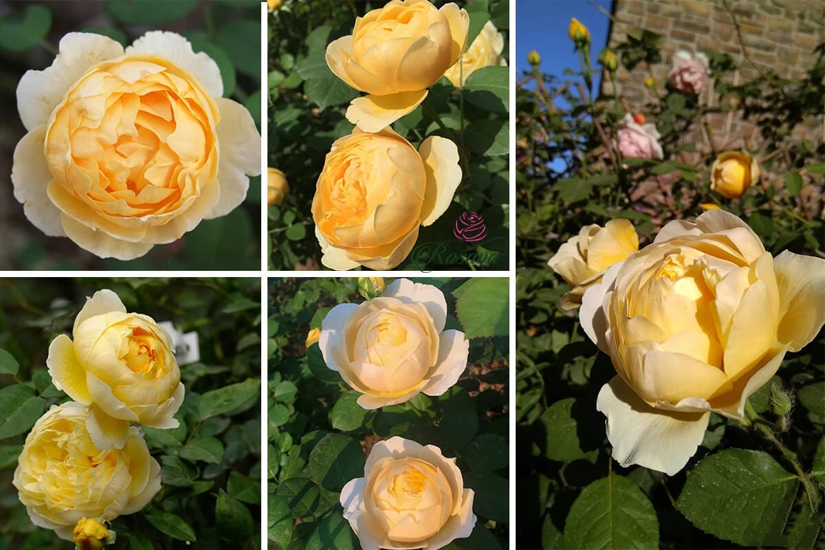 Top 70 giống hoa hồng leo nhất định phải sở hữu (phần 1)