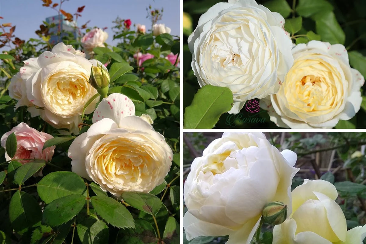 Top 70 giống hoa hồng leo nhất định phải sở hữu (phần 1)