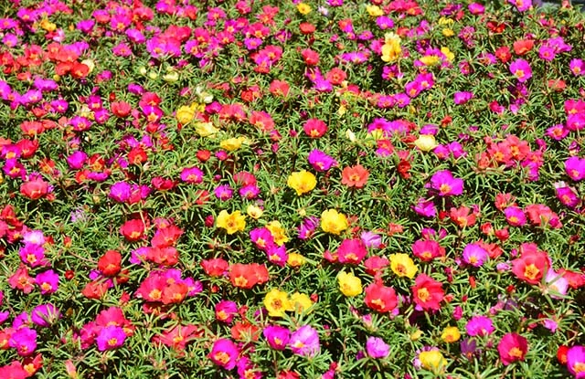 Hoa Mười Giờ - Cách Trồng Chăm Sóc Và Những Hình Ảnh Đẹp Nhất