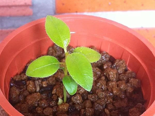 Hoa nhài Nhật (lài Nhật) F1