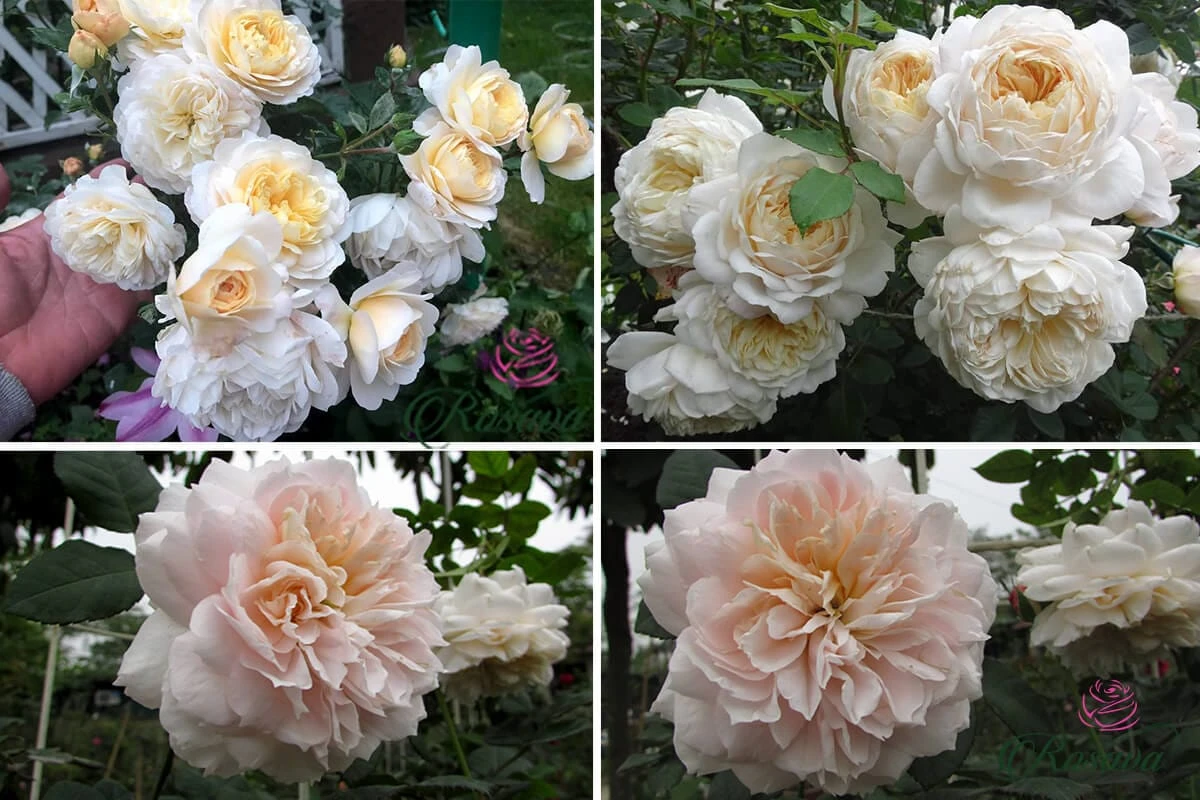 Top 70 giống hoa hồng leo nhất định phải sở hữu (phần 1)