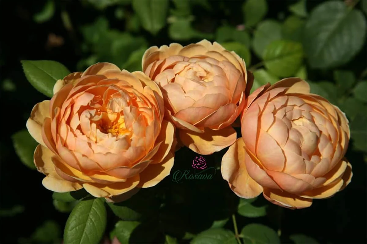 Top 70 giống hoa hồng leo nhất định phải sở hữu (phần 1)