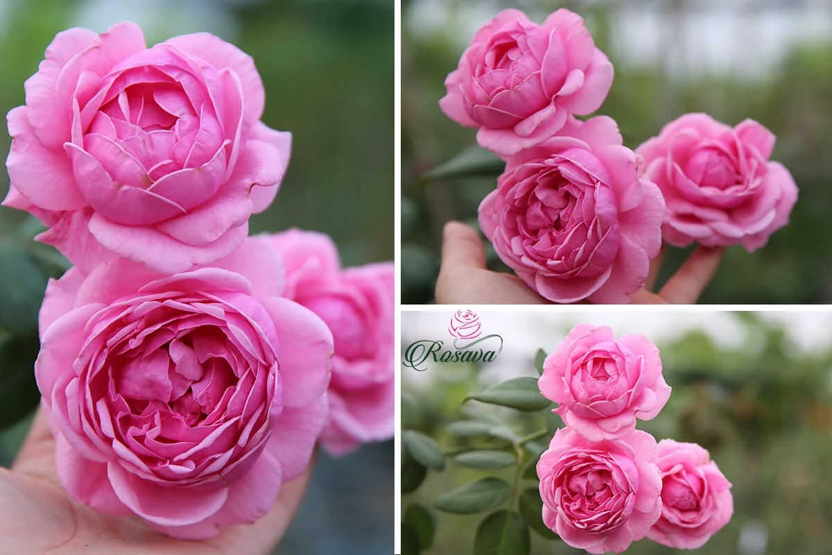 Top 70 giống hoa hồng leo nhất định phải sở hữu (phần 1)