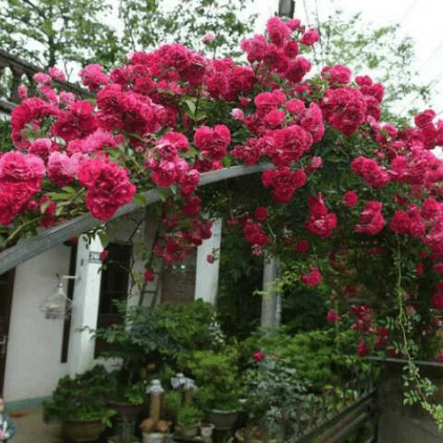 Tầm xuân là cây gì? Cách trồng nhanh cho hoa nhất