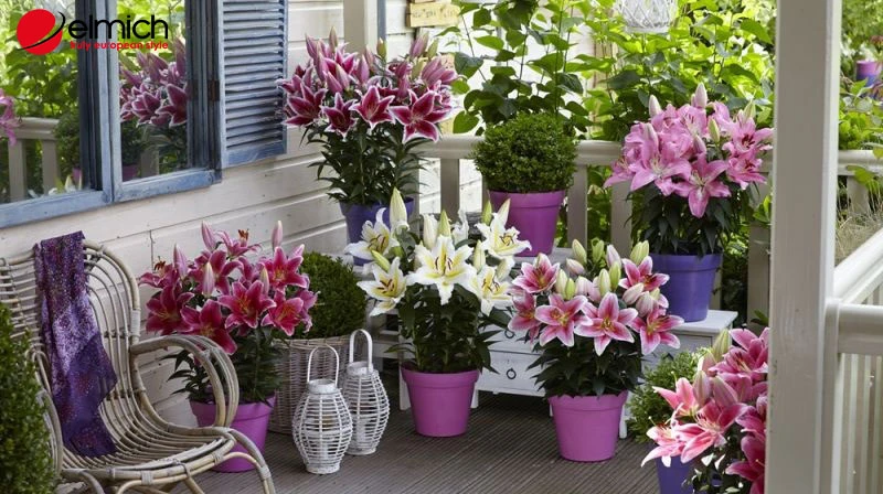 Hoa ly - ý nghĩa phong thủy và cách chọn màu hoa hợp mệnh