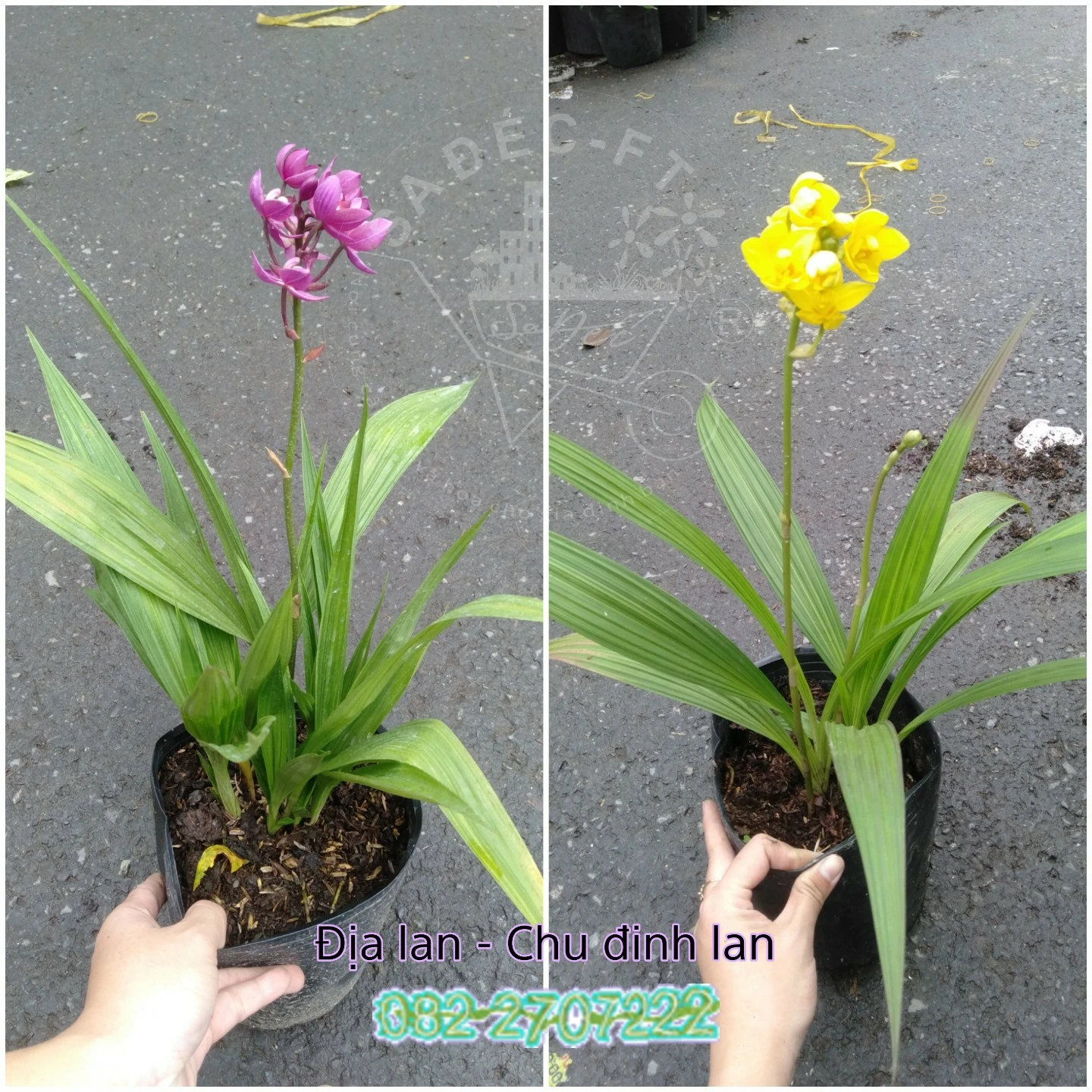 Khám Phá Đặc Điểm Nổi Bật Của Hoa Địa Lan