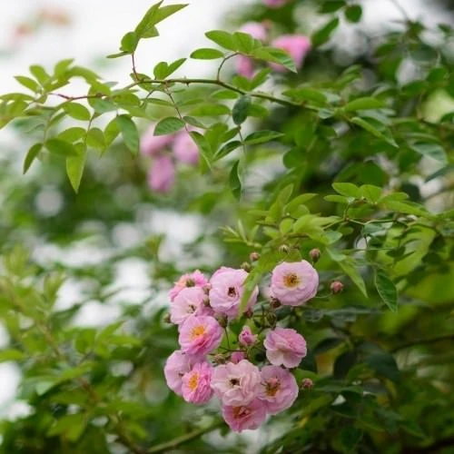 Tầm xuân là cây gì? Cách trồng nhanh cho hoa nhất