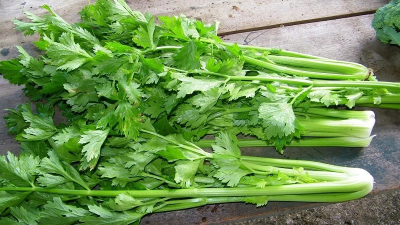 Tác dụng của nước ép cần tây cho sức khỏe