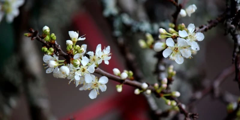 Hoa lê trắng tinh khôi bông hoa tuyết nơi núi rừng Tây Bắc