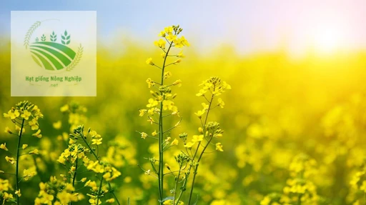 Hạt giống hoa cải vàng