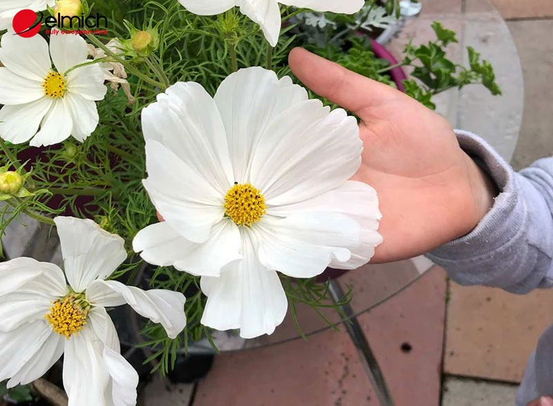 Hoa cánh bướm - Loài hoa mang ý nghĩa về sự bình yên và nhẹ nhàng