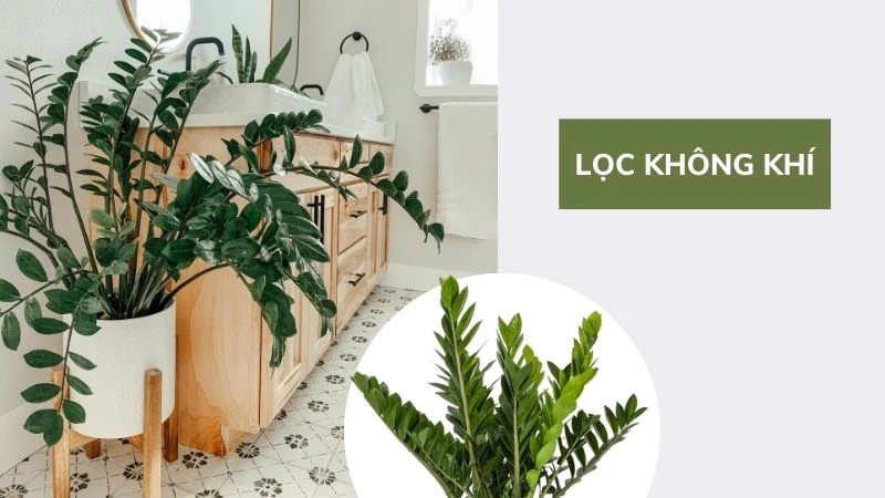 Lợi ích sức khỏe của hoa kim tiền trong trang trí sống