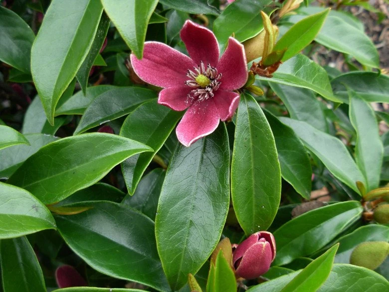 Tìm hiểu về hoa lan tiêu và đặc điểm nổi bật