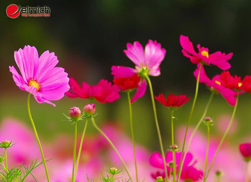 Khám Phá Vẻ Đẹp Hoa Bướm Trong Môi Trường Sống