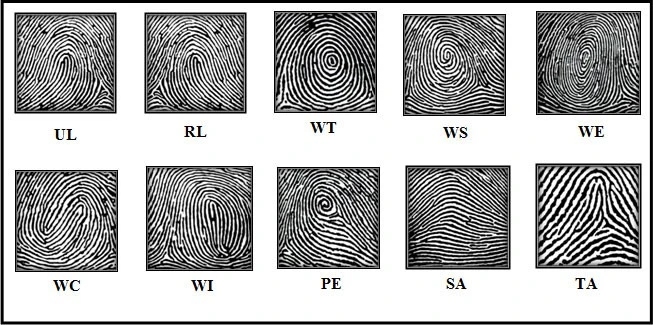 Các chủng vân tay chính và ý nghĩa đặc trưng của chúng
