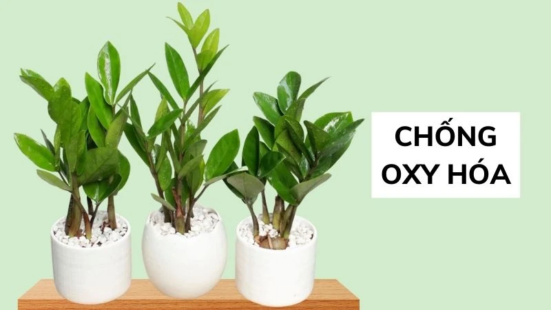 8 Lợi ích của cây kim tiền đối với sức khoẻ bạn nên biết