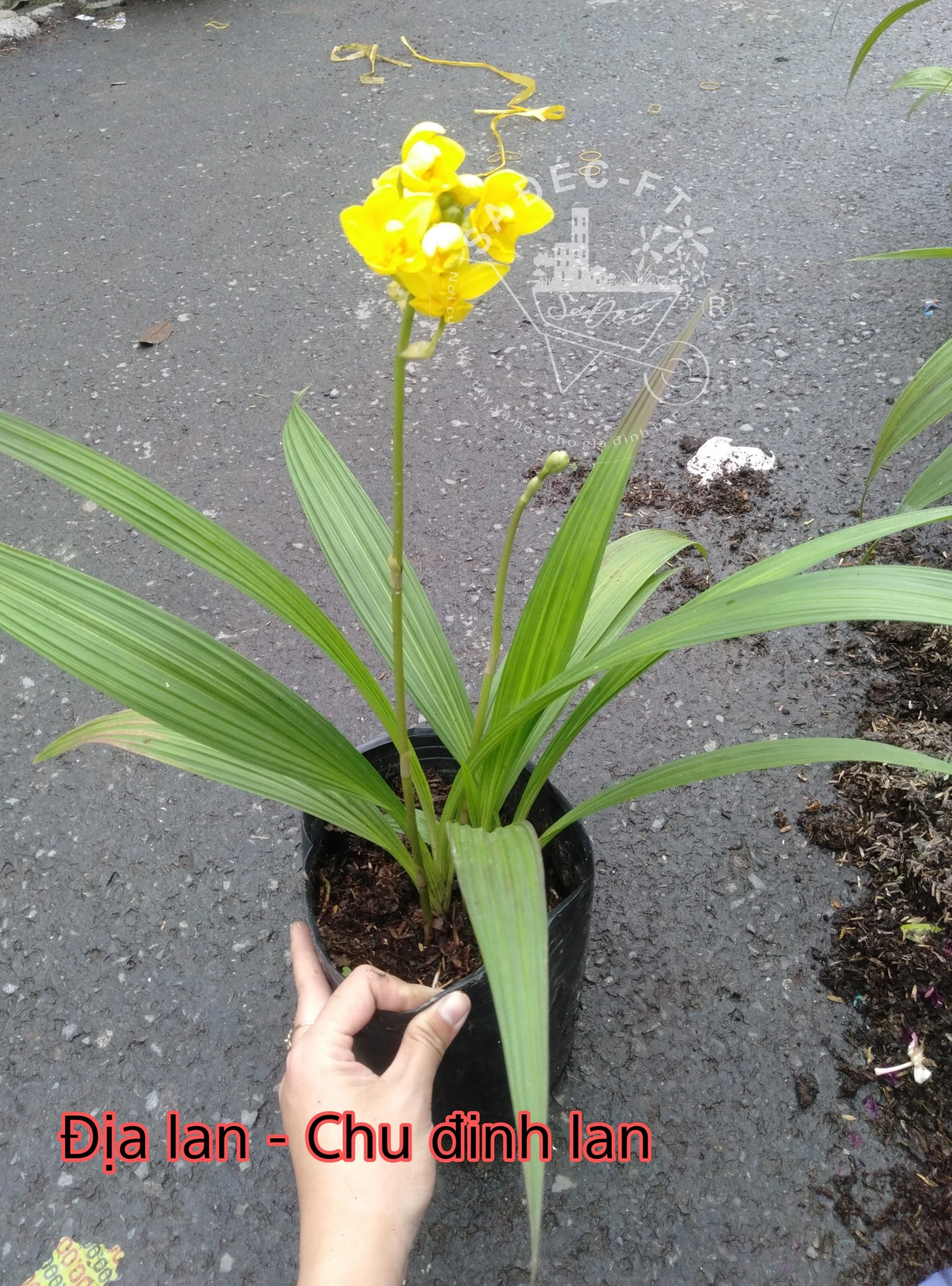 Địa Lan- Chu Đinh Lan: Đặc điểm, công dụng, cách trồng và chăm sóc.