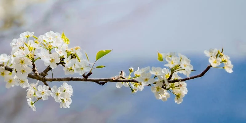 Hoa lê trắng tinh khôi bông hoa tuyết nơi núi rừng Tây Bắc