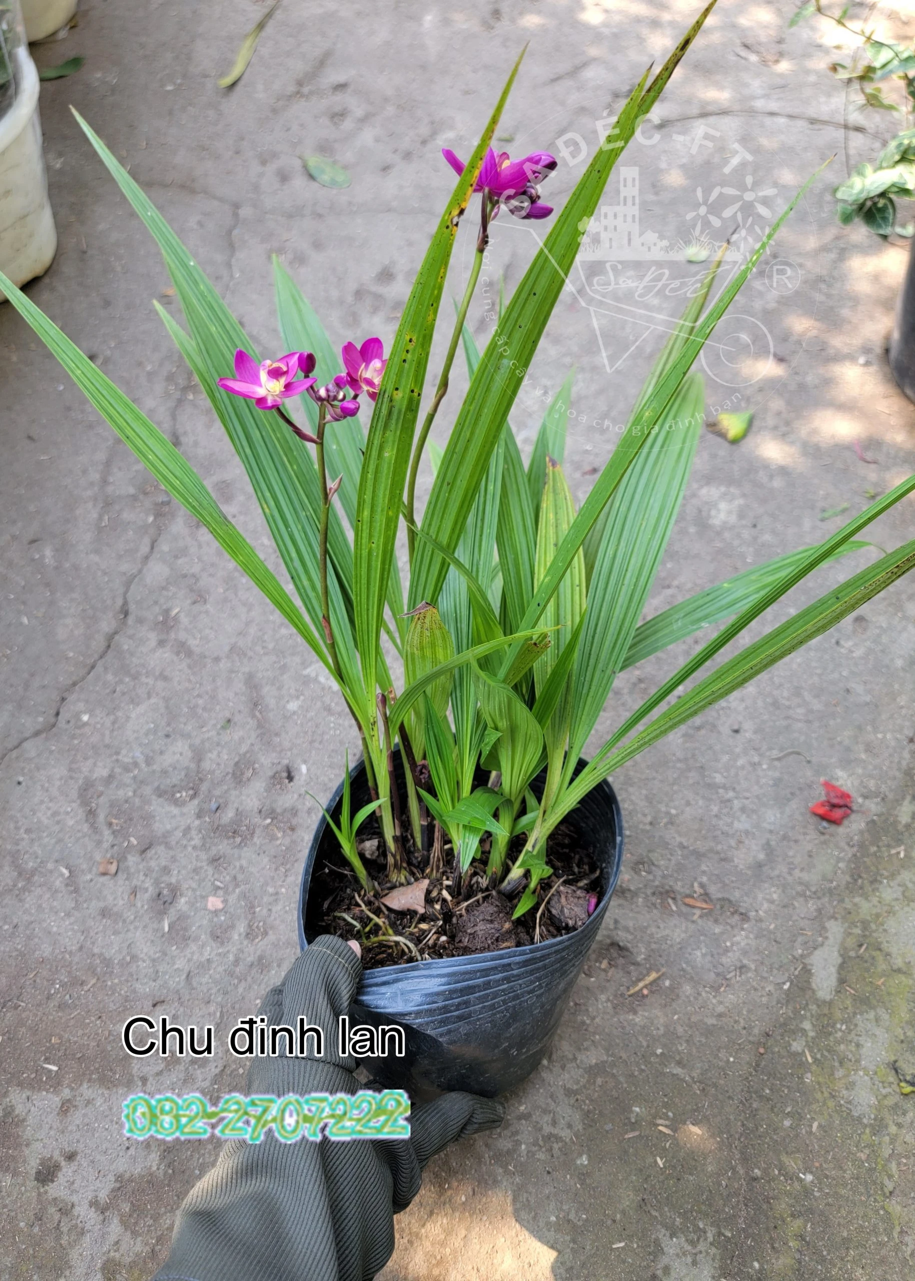 Địa Lan- Chu Đinh Lan: Đặc điểm, công dụng, cách trồng và chăm sóc.