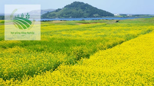 Lợi Ích Sức Khỏe Từ Hoa Cải Vàng Tại Việt Nam
