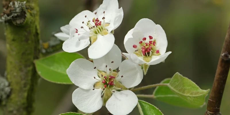 Hoa lê trắng tinh khôi bông hoa tuyết nơi núi rừng Tây Bắc