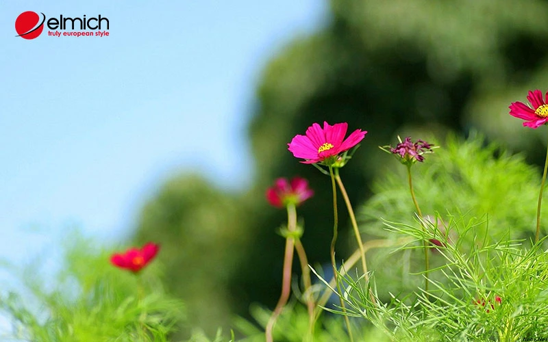 Hoa cánh bướm - Loài hoa mang ý nghĩa về sự bình yên và nhẹ nhàng