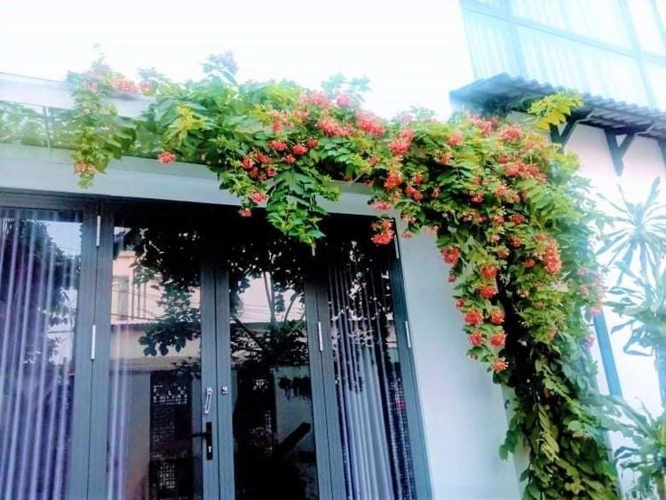 Khám Phá Cây Hoa Sử Quân Tử và Lợi Ích Của Nó