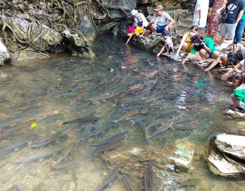 Khám phá suối cá thần Thanh Hóa chi tiết nhất 2024