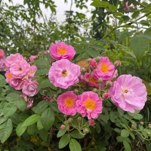 Tầm xuân là cây gì? Cách trồng nhanh cho hoa nhất