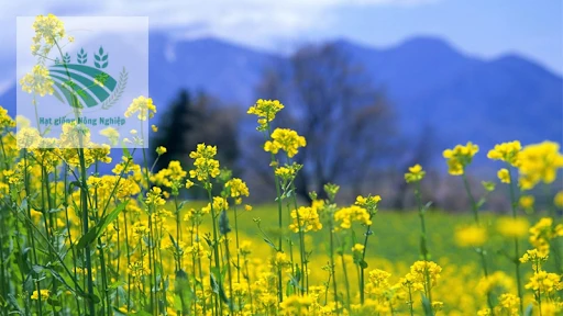 Hạt giống hoa cải vàng