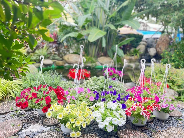 Hoa Dạ Yến Thảo: Tạo điểm nhấn lung linh cho không gian sống