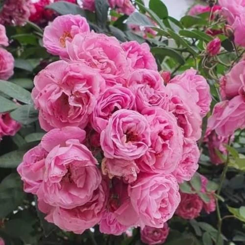 Hoa tầm xuân và câu chuyện tình chị em đầy ý nghĩa