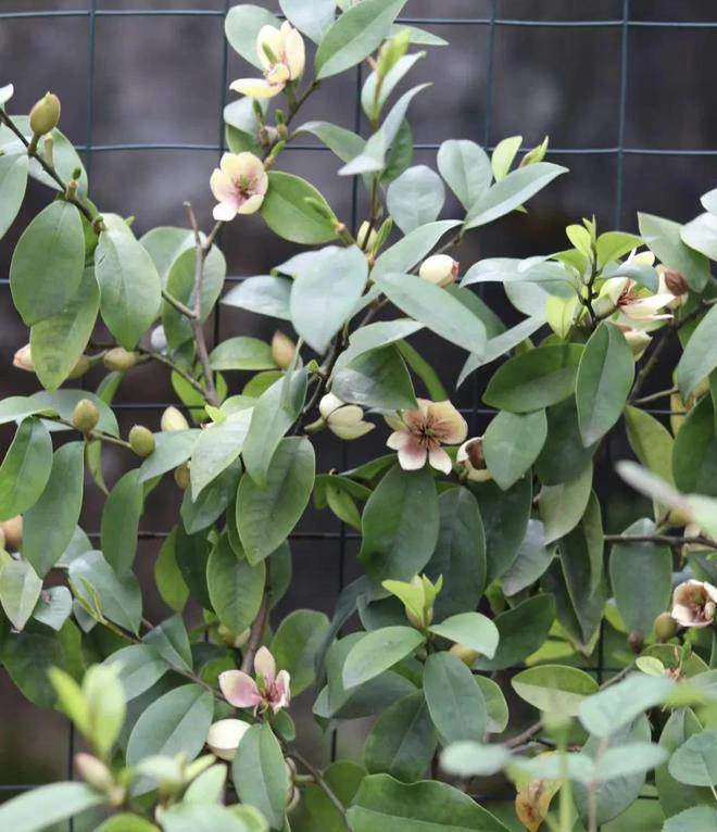 Loài hoa này càng về đêm càng thơm, sẽ chinh phục được người khó tính nhất, trồng một cây còn mang tới điềm lành