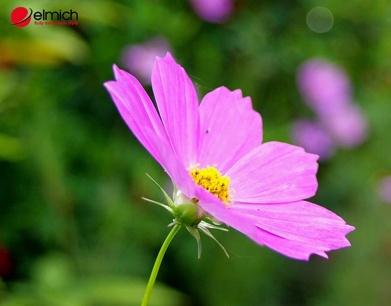 Hoa cánh bướm - Loài hoa mang ý nghĩa về sự bình yên và nhẹ nhàng