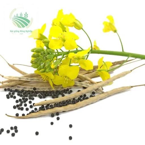 Hạt giống hoa cải vàng