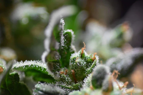 Búp hoa cần sa và chất cô đặc - Người dùng cần sa vì mục đích y tế nên sử dụng loại nào?