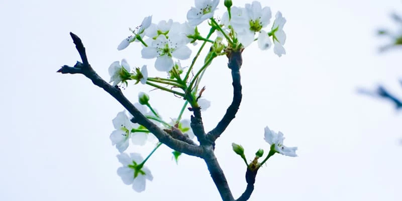 Hoa lê trắng tinh khôi bông hoa tuyết nơi núi rừng Tây Bắc