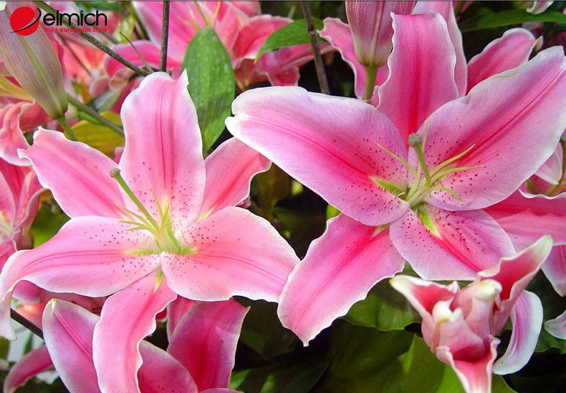 Hoa ly - ý nghĩa phong thủy và cách chọn màu hoa hợp mệnh