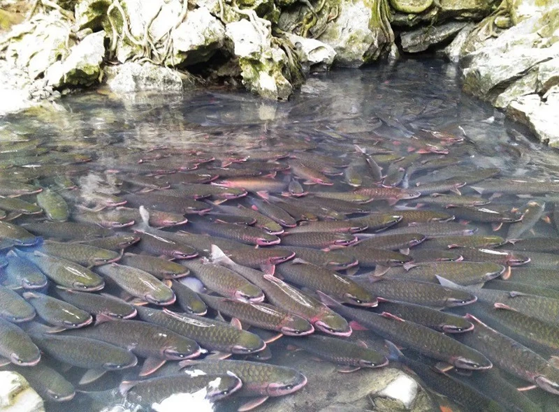 Khám Phá Suối Cá Thần Thanh Hóa: Di Sản Văn Hóa Đặc Sắc