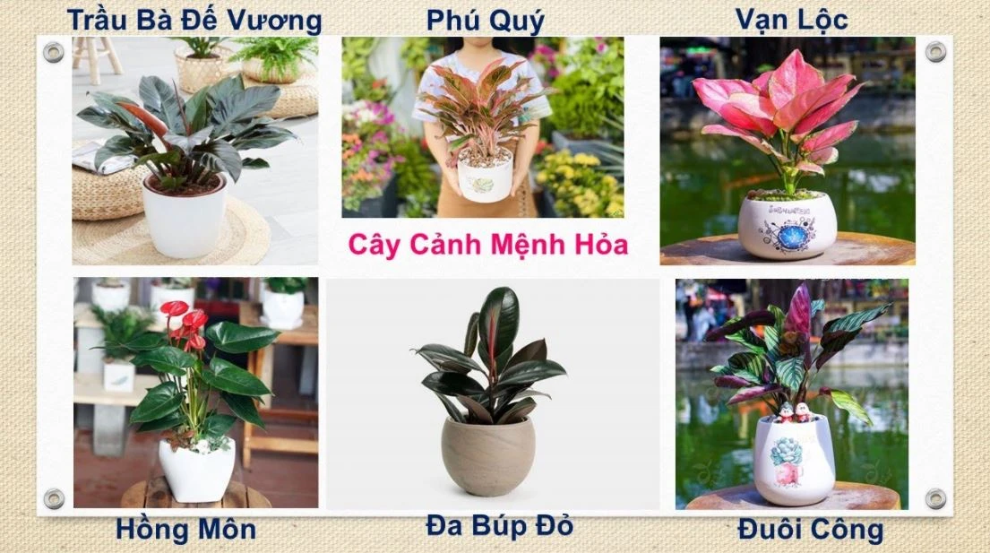 Mộc sinh Hỏa và các ứng dụng trong phong thủy nhà ở