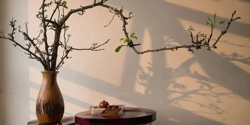 Hoa lê trắng tinh khôi bông hoa tuyết nơi núi rừng Tây Bắc