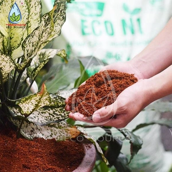 Khám Phá Vẻ Đẹp và Ý Nghĩa Hoa Dạ Yến Thảo