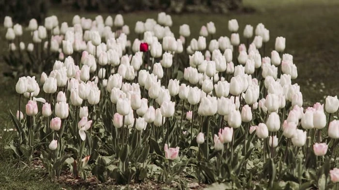 Ý Nghĩa Sâu Sắc Của Hoa Tulip Trắng Trong Cuộc Sống