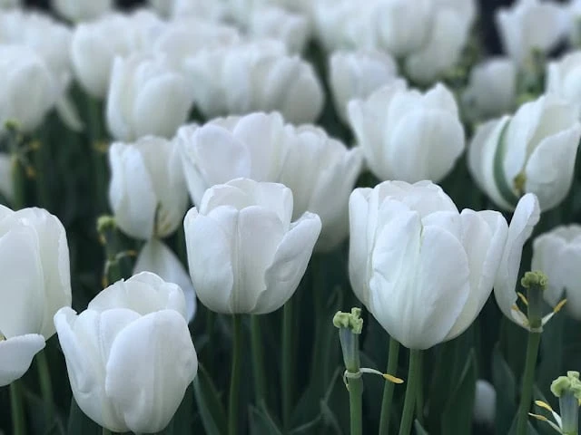 Hình ảnh đẹp lung linh của hoa Tulip trắng
