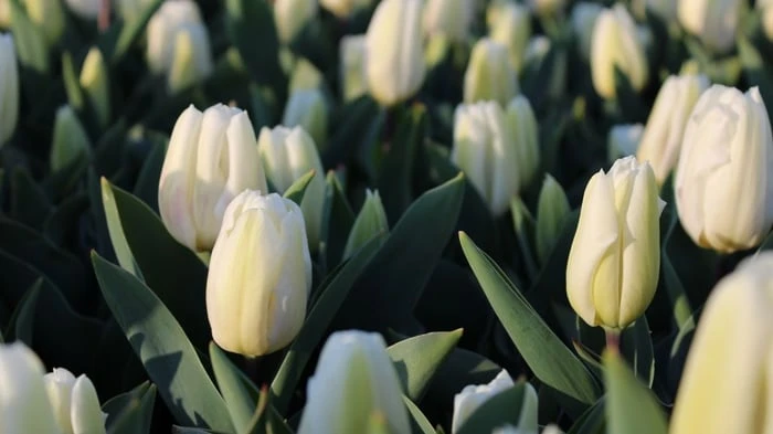 Hình ảnh đẹp lung linh của hoa Tulip trắng