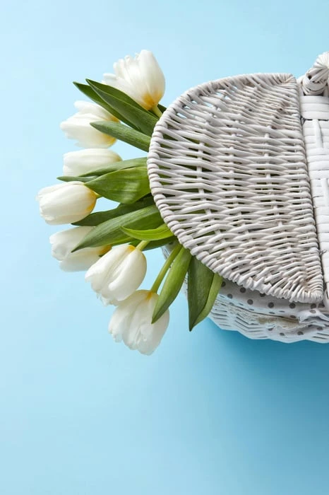 Hình ảnh đẹp lung linh của hoa Tulip trắng