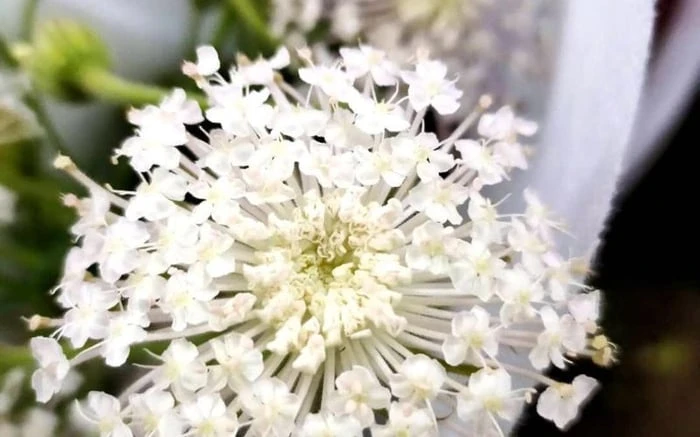 Khám Phá Vẻ Đẹp Hoa Thúy Châu Trong Không Gian Sống