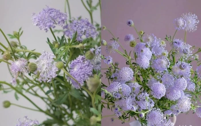 Hoa thúy châu đáng yêu, dịu dàng, thu hút sự chú ý của nhiều cô gái