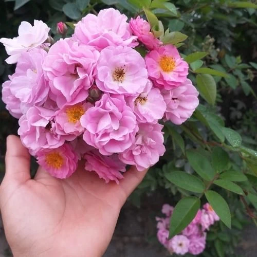 Tầm xuân là cây gì? Cách trồng nhanh cho hoa nhất