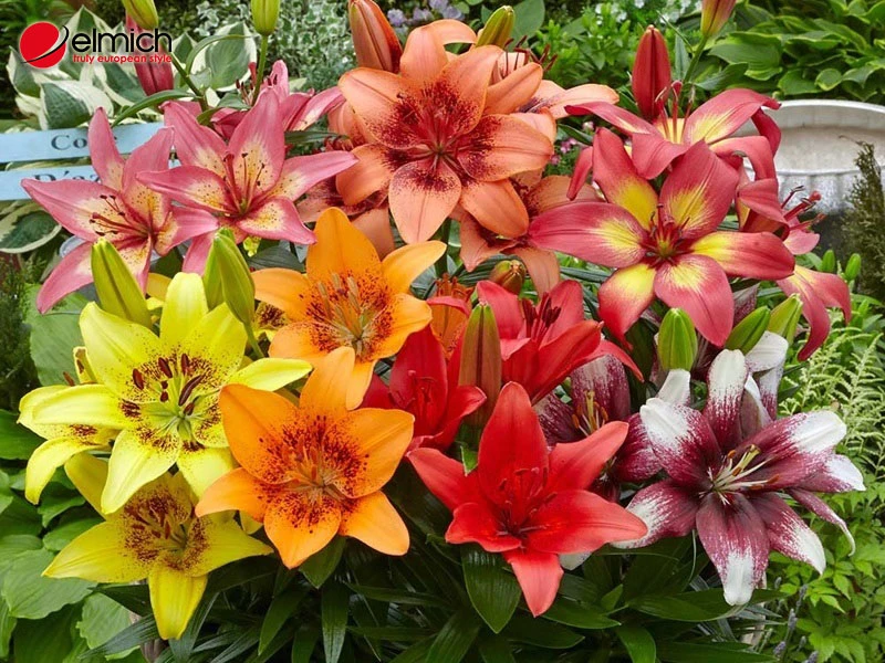 Khám Phá Vẻ Đẹp Hoa Lily Trong Thiên Nhiên